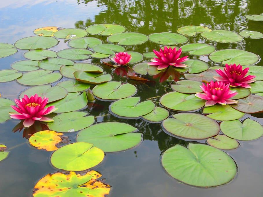 flowers, pond, water, lillies, rosa, green, summer, spring