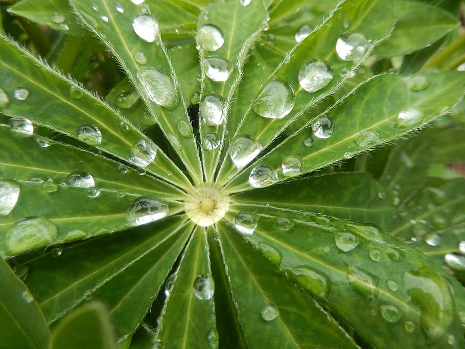 leaf, dew drop, morning, wet, green color, plant part, water HD wallpaper
