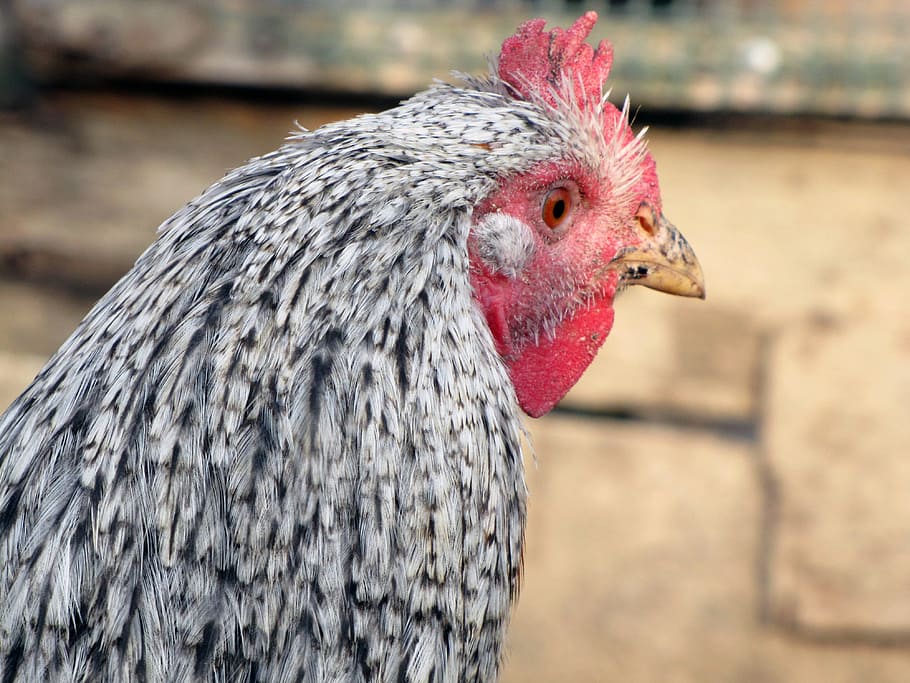 Hen, Bird, Poultry, Pets, Head, chicken - bird, livestock, domestic animals HD wallpaper