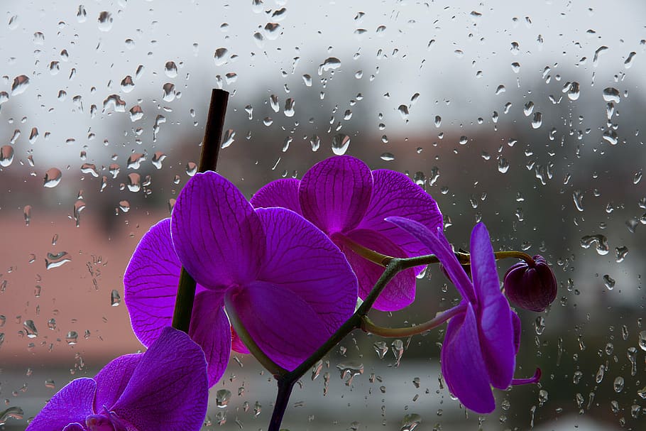 orchis, violet, flower, drops, pane, water, flowering plant HD wallpaper
