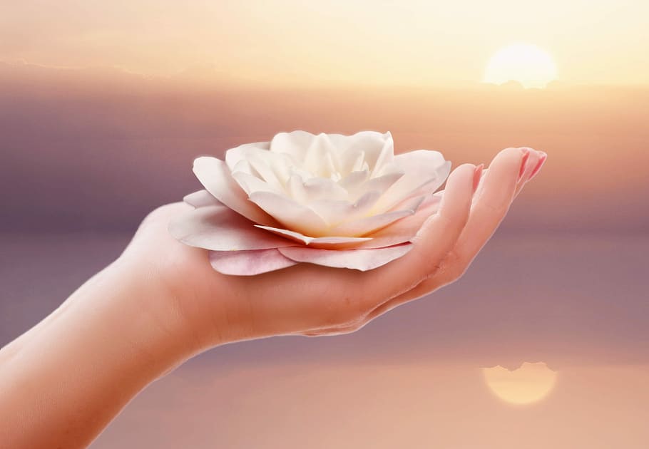 person holding white lotus flower, hand, nature, ease, wellness