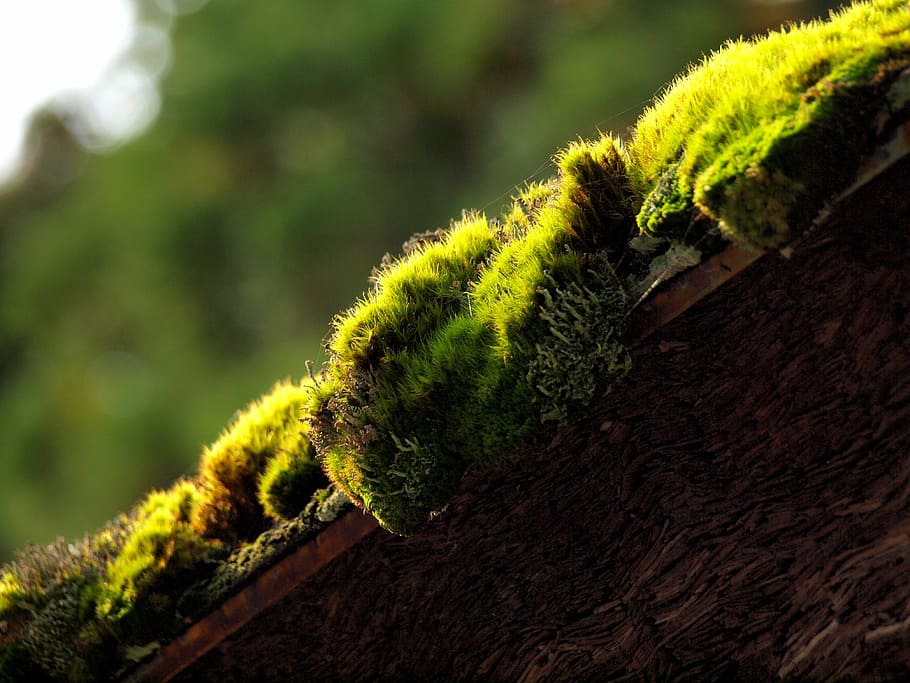green, natural, moss, plant, close-up, green color, no people HD wallpaper