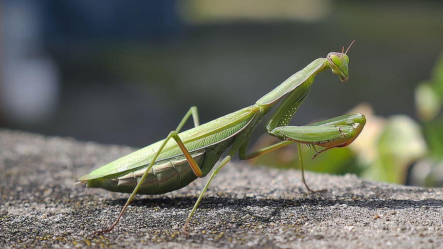 insect, mantis, green, invertebrate, close-up, green color HD wallpaper