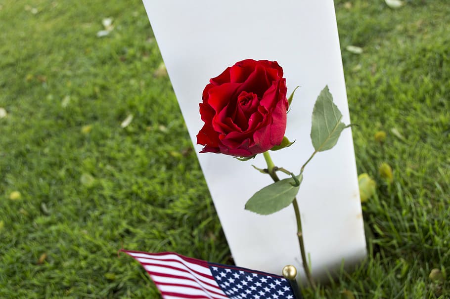 flower, pink, red, falls, american cemetery, normandy, commemoration HD wallpaper
