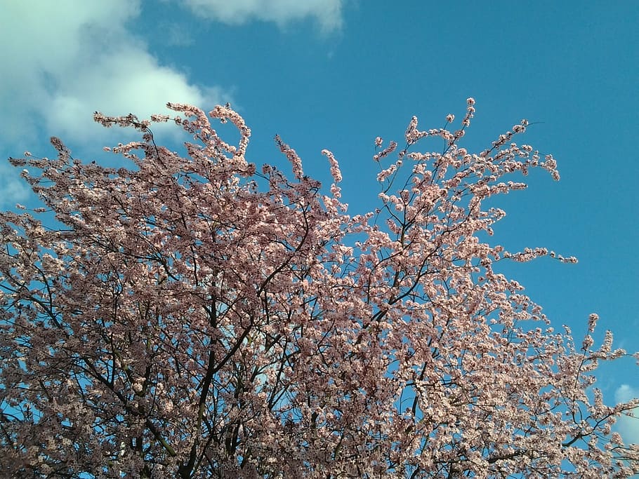 spring, tree, flower, sky, pink flower, branches, low angle view HD wallpaper