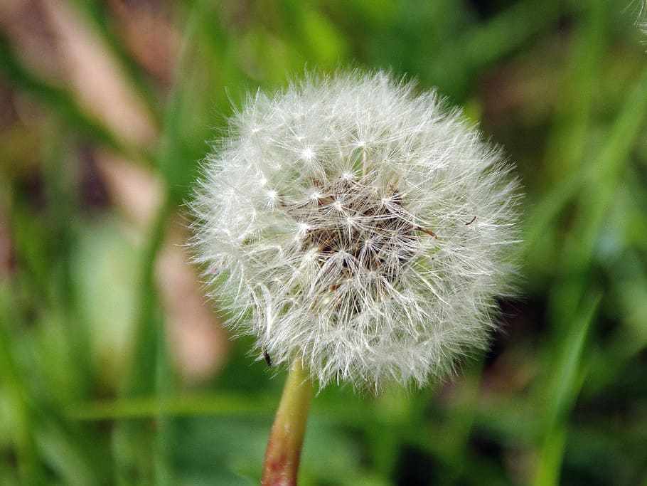 dandelion, fruit, umbel, flower, seed, nature, plant, close-up HD wallpaper