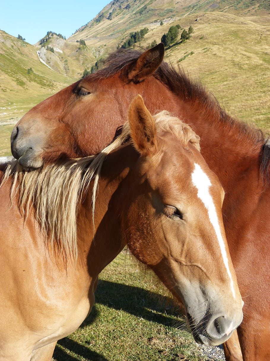horses, couple, val d'aran, pyrenees, tenderness, mammal, animal themes, HD wallpaper