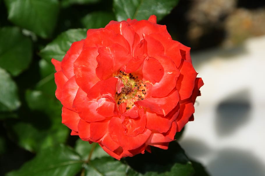 rose, flower, spring, summer, floral, leaf, nature, green, blossom HD wallpaper