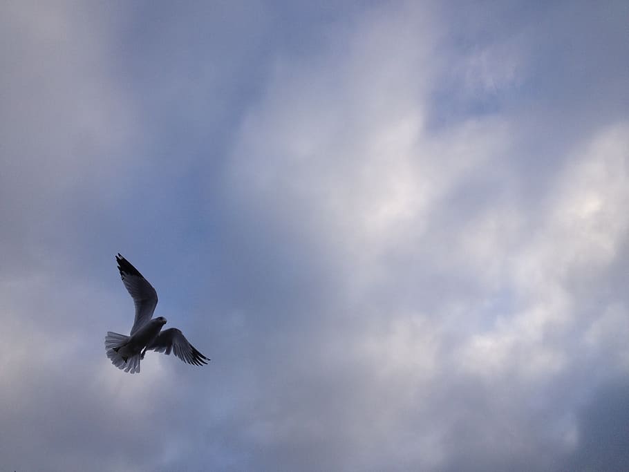 seagull, sky, clouds, fly, bird, nature, flying, animal, wildlife HD wallpaper