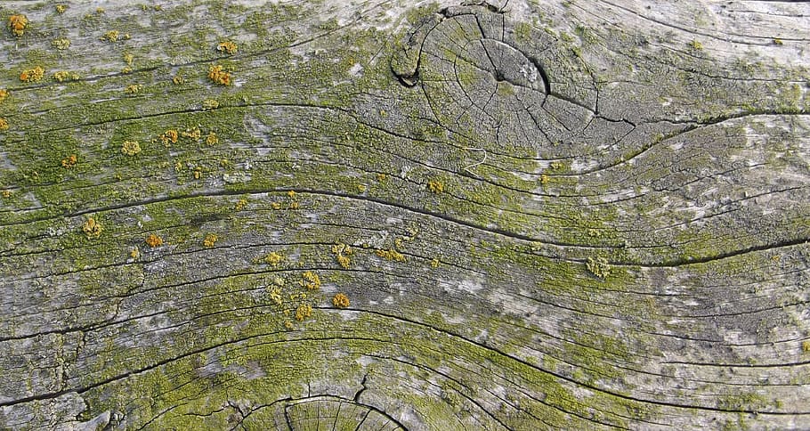 moss, wood, weave, board, old, weathered, background, wood - Material HD wallpaper