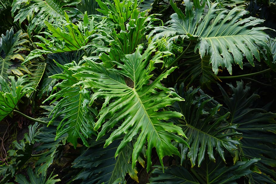 Jungle decoration with giant vegetation: philodendron wallpaper