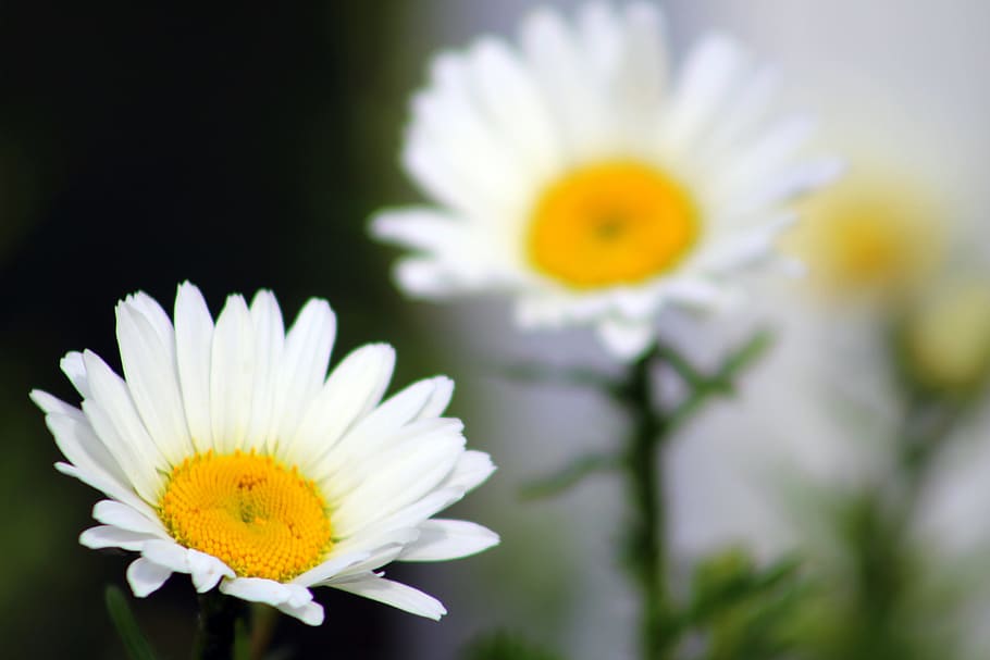 flower, bloom, plant, daisy, flowering plant, freshness, fragility HD wallpaper