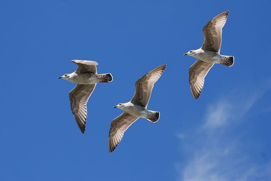 three gray flying seagulls, wings, feather, sky, flight, bird HD wallpaper