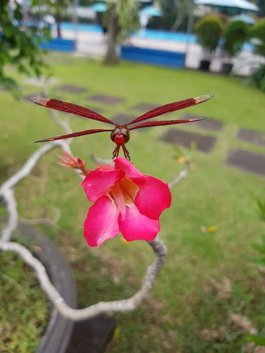 dragonfly, red, flower, garden, summer, flora, fauna, plant HD wallpaper