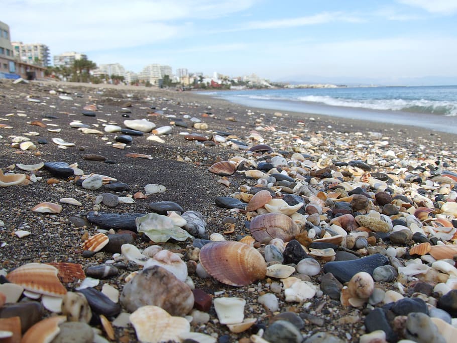 shells, sand, sea, beach, land, water, stone, stone - object HD wallpaper