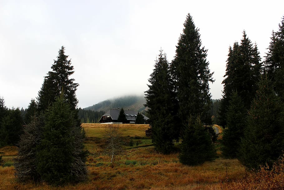 šumava, forest, tree, fog, house, plain, autumn, cottage, landscape HD wallpaper