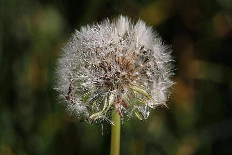 macro, dandelion, meadow, flower, fragility, vulnerability HD wallpaper