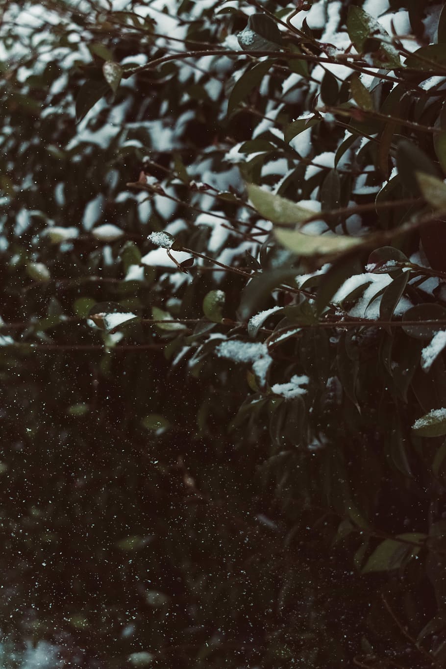 closeup photo of green leafed plant, photo of snow-covered green leafed tree HD wallpaper