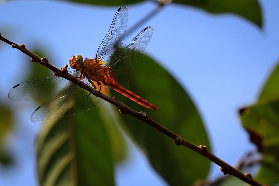 Dragonfly, Nature, Insect, Tree, sky, leaf, flight, blue, green, HD wallpaper