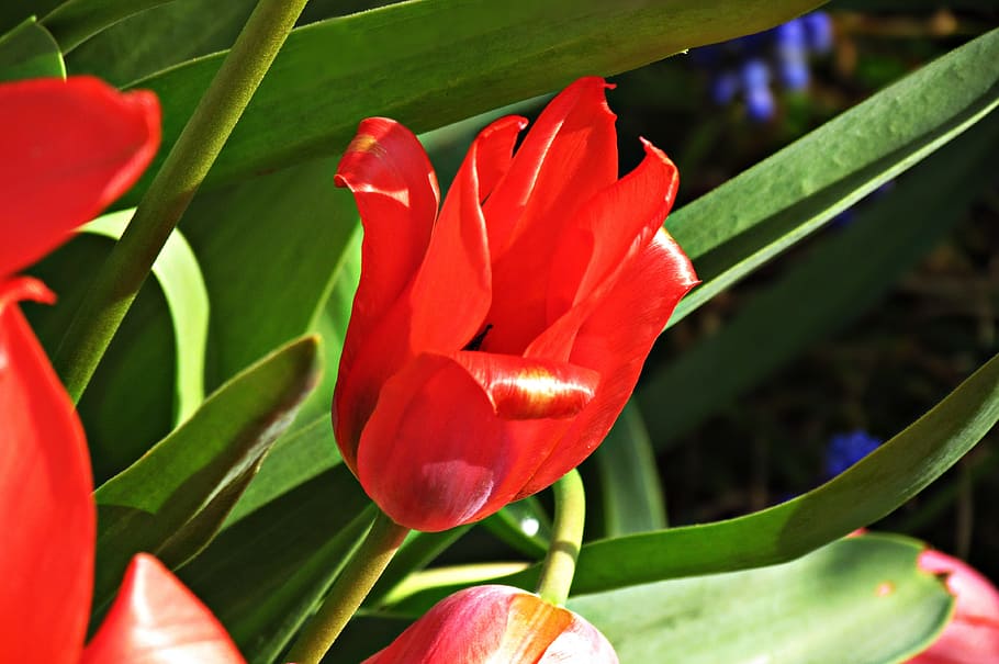 tulip, flower, plant, spring, blooming, nature, garden, flowering plant HD wallpaper
