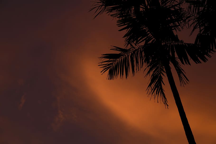 silhouette of palm tree during sunset, silhouette photo of coconut trees HD wallpaper