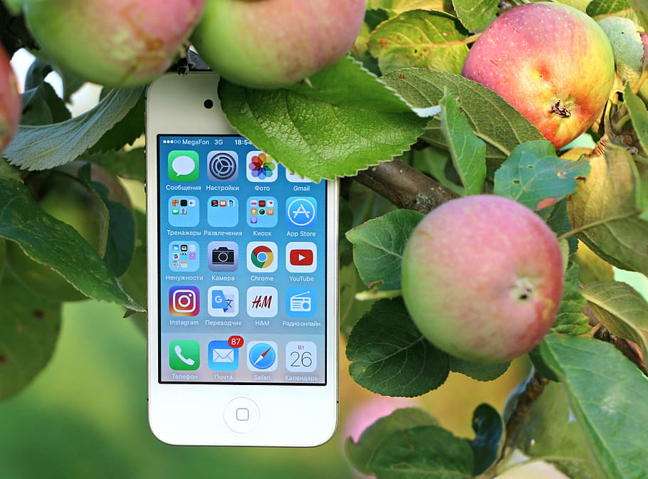 photo of white iPhone 4 on plant, gadget, apple, apple tree HD wallpaper