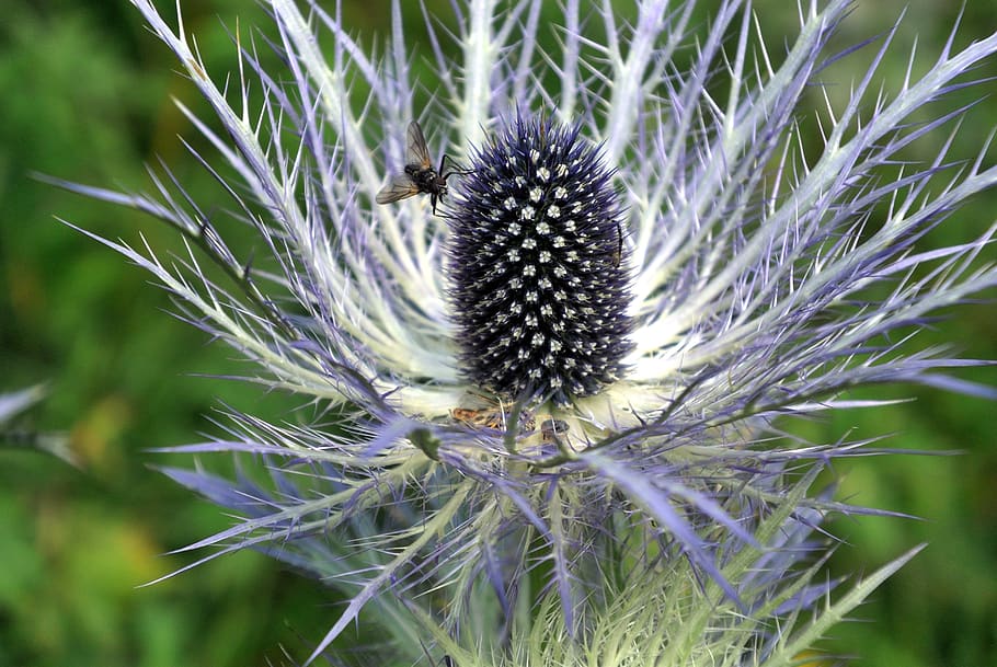 thistle, fly, nature, plant, animal themes, flower, one animal HD wallpaper