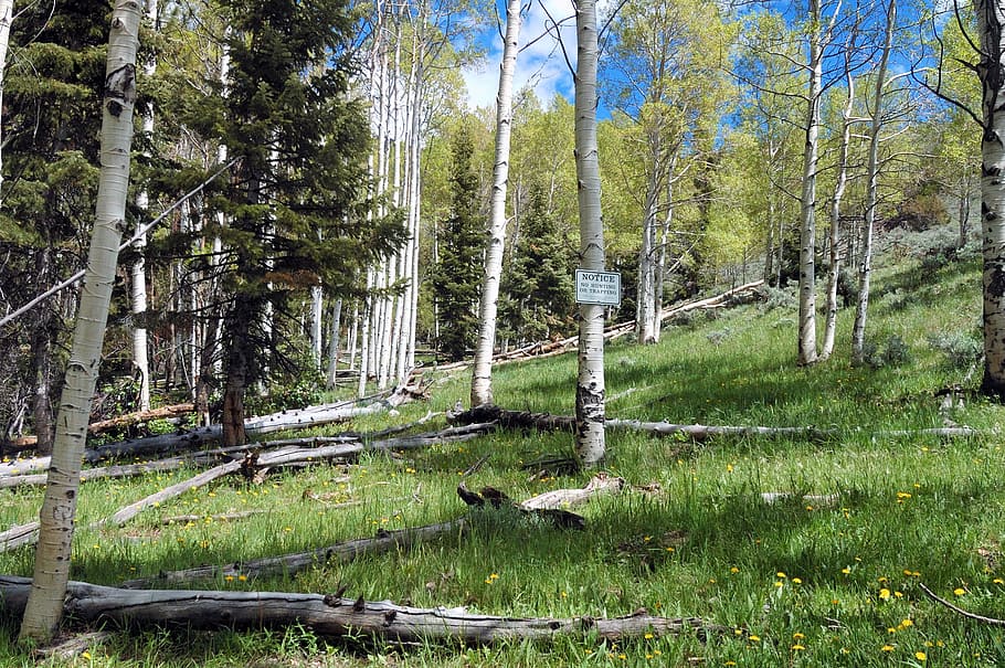 Nevada, Landscape, Scenic, Forest, Trees, nature, outside, countryside HD wallpaper