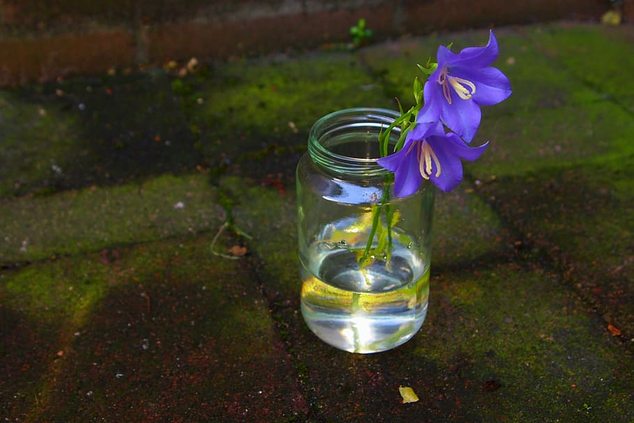 campanula, vase, water, small, bloom, merry, sunlight, flower HD wallpaper