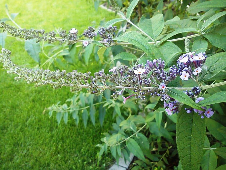 buddleja davidii, flower, flower buds, spring, plant, plant part HD wallpaper
