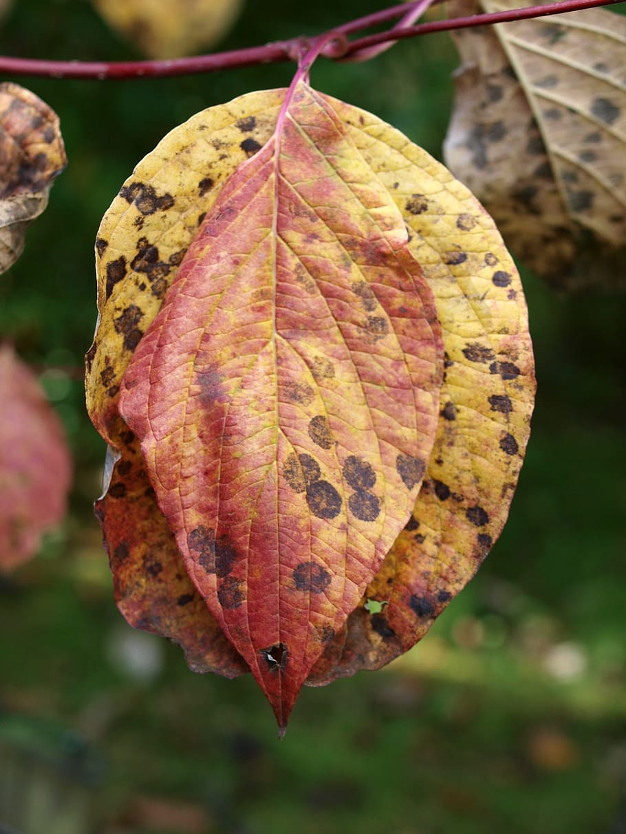 tree, leaves, autumn, plant part, leaf, focus on foreground HD wallpaper