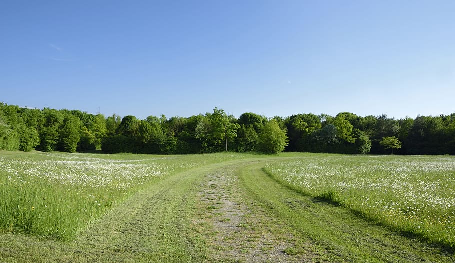 Meadow, Away, Trees, Spring, Hiking, Sun, summer, nature, landscape HD wallpaper