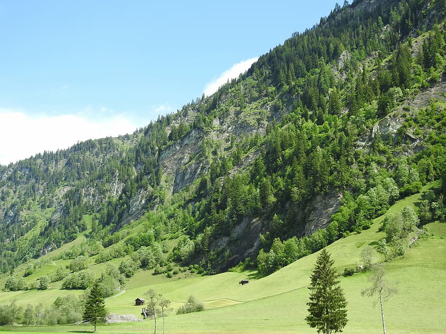 austria, mountains, meadow, forest, nature, landscape, salzburg HD wallpaper