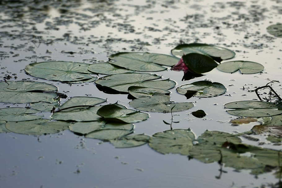 Lily, Pad, Frog, Pond, Nature, Water, green, summer, plant HD wallpaper