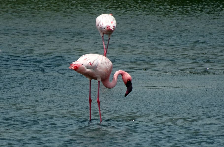 bird, lesser flamingo, phoeniconaias minor, avian, wildlife, HD wallpaper