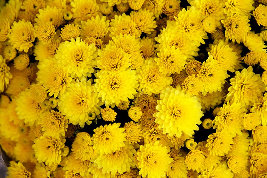 bunch of yellow mums, chrysanthemum, flower, bloom, blossom, petal, HD wallpaper