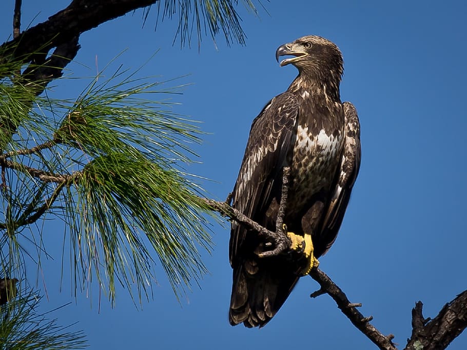 Bald Eagle, Bird, Juvenile, perched, nature, wildlife, predator HD wallpaper