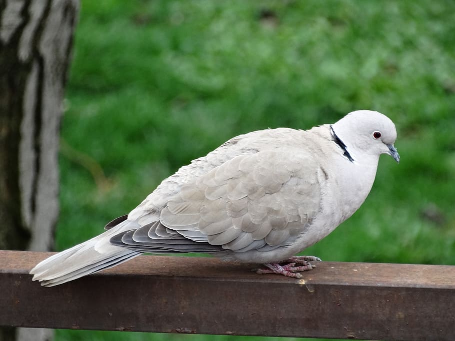 pigeon, birds, animal themes, vertebrate, animal wildlife, animals in the wild HD wallpaper