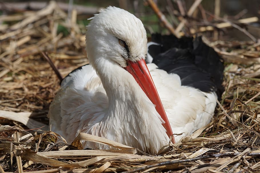 white stork, rattle stork, bird, nest, breed, dom, storchennest, HD wallpaper