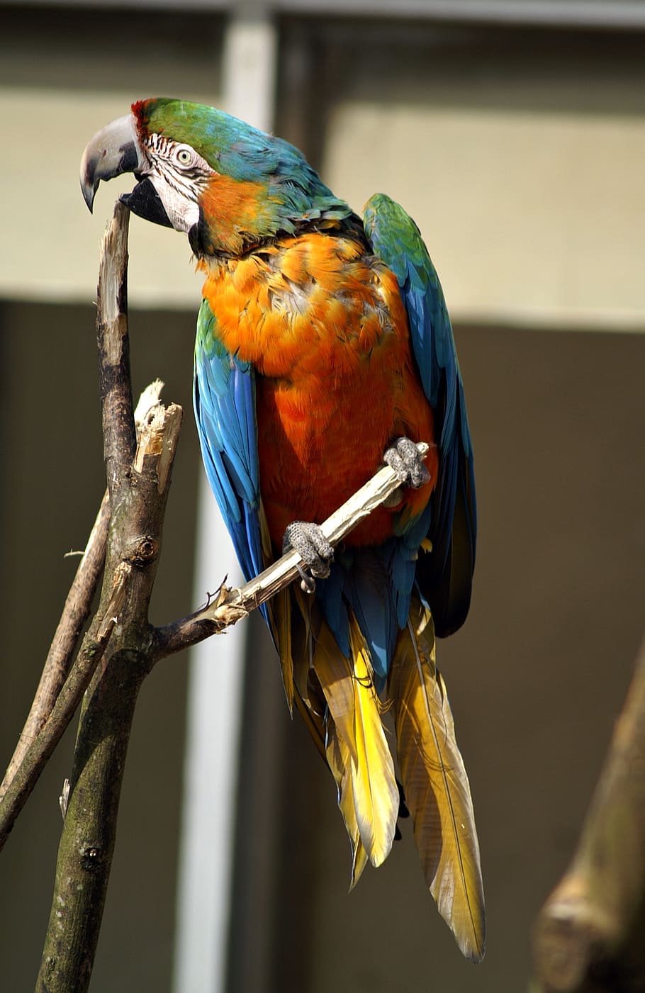 parrot, ara, bird, parrots, birds, tropical, colorful, animal HD wallpaper