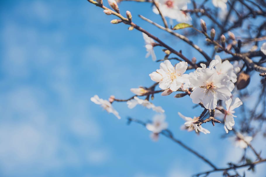 tilt shift lens photography of white blossom flowers, petal HD wallpaper