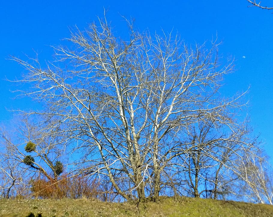 tree, nature, landscape, plant, blue, sky, tranquility, branch HD wallpaper