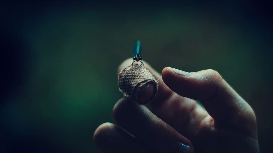 black insect perch on human index finger, Midge, hand, plaster HD wallpaper