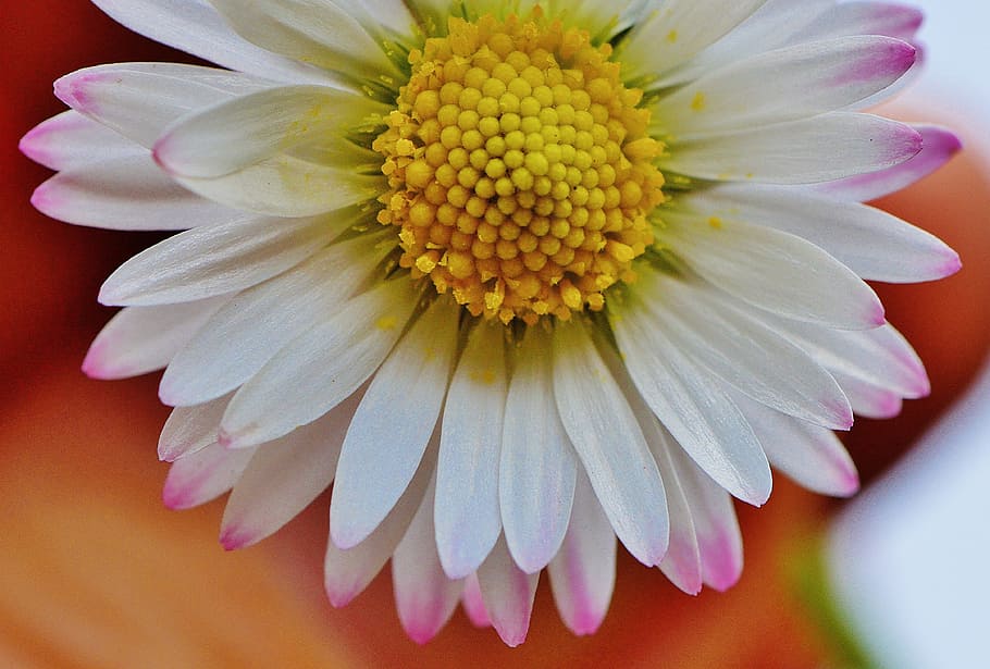 pointed flower, daisy, flowers, spring, meadow, flower meadow HD wallpaper