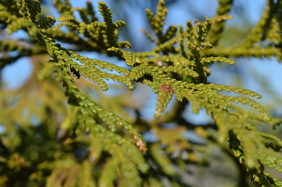 tree, green, needles, nature, forest, evergreen, decoration HD wallpaper