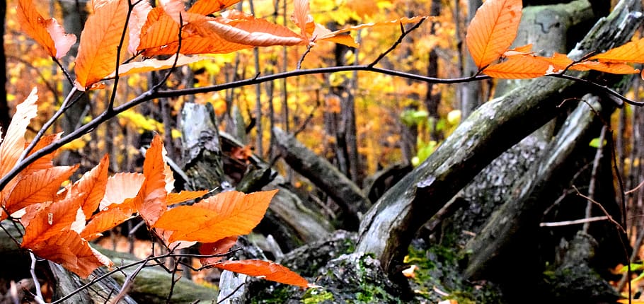 Leaves, Autumn, Fall, fall leaves, season, orange, fall leaves background HD wallpaper