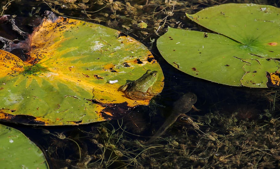 nature, leaf, plant, waters, environment, frog, reptile, green HD wallpaper