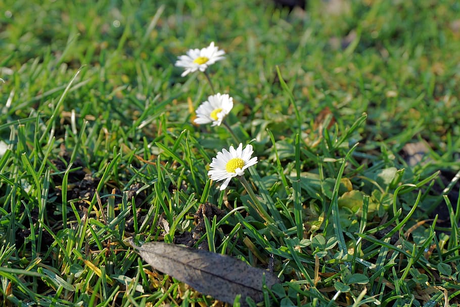 daisy, flower, blossom, bloom, nature, close, plant, white HD wallpaper