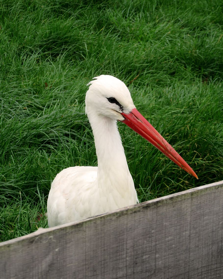 stork, bird, bill, fence, meadow, grass, rattle stork, pregnancy, HD wallpaper