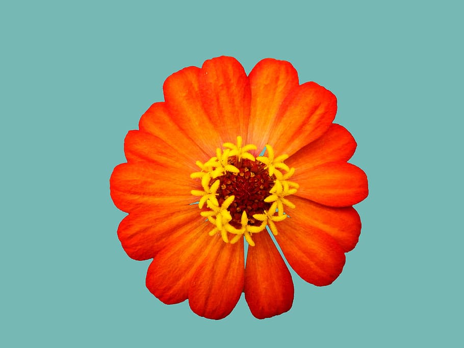 orange flower, spring, petals, anthers, petals orange, garden HD wallpaper
